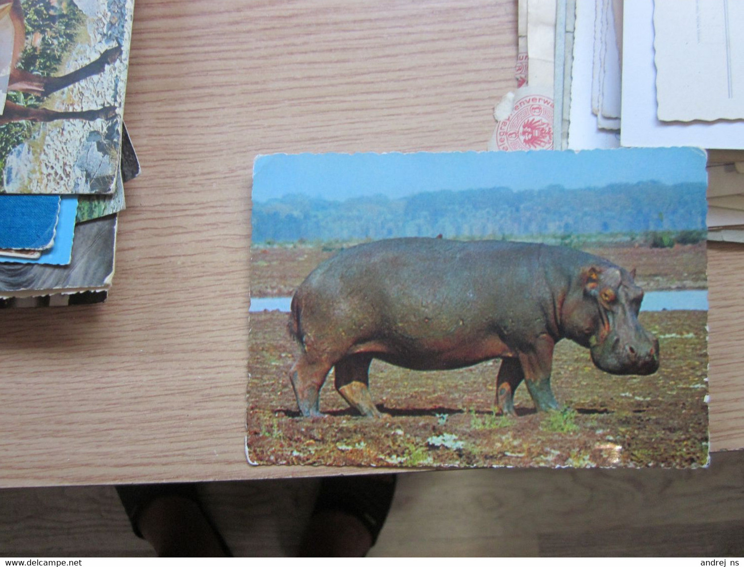 Hippo Africa - Hippopotames