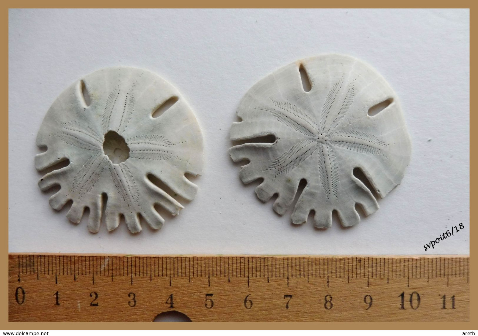2 " Dollars Des Sables " -  Oursins Plats Clypéastéroïdes - Fossilien