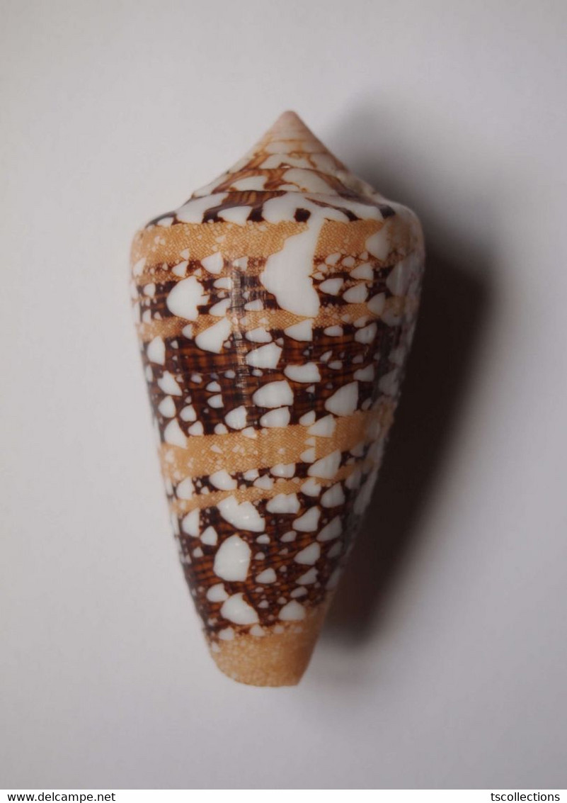 Conus Ammiralis - Coquillages