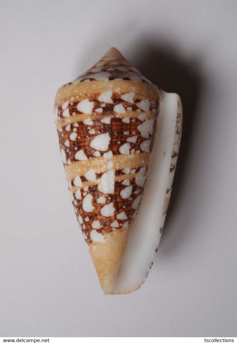 Conus Ammiralis - Coquillages