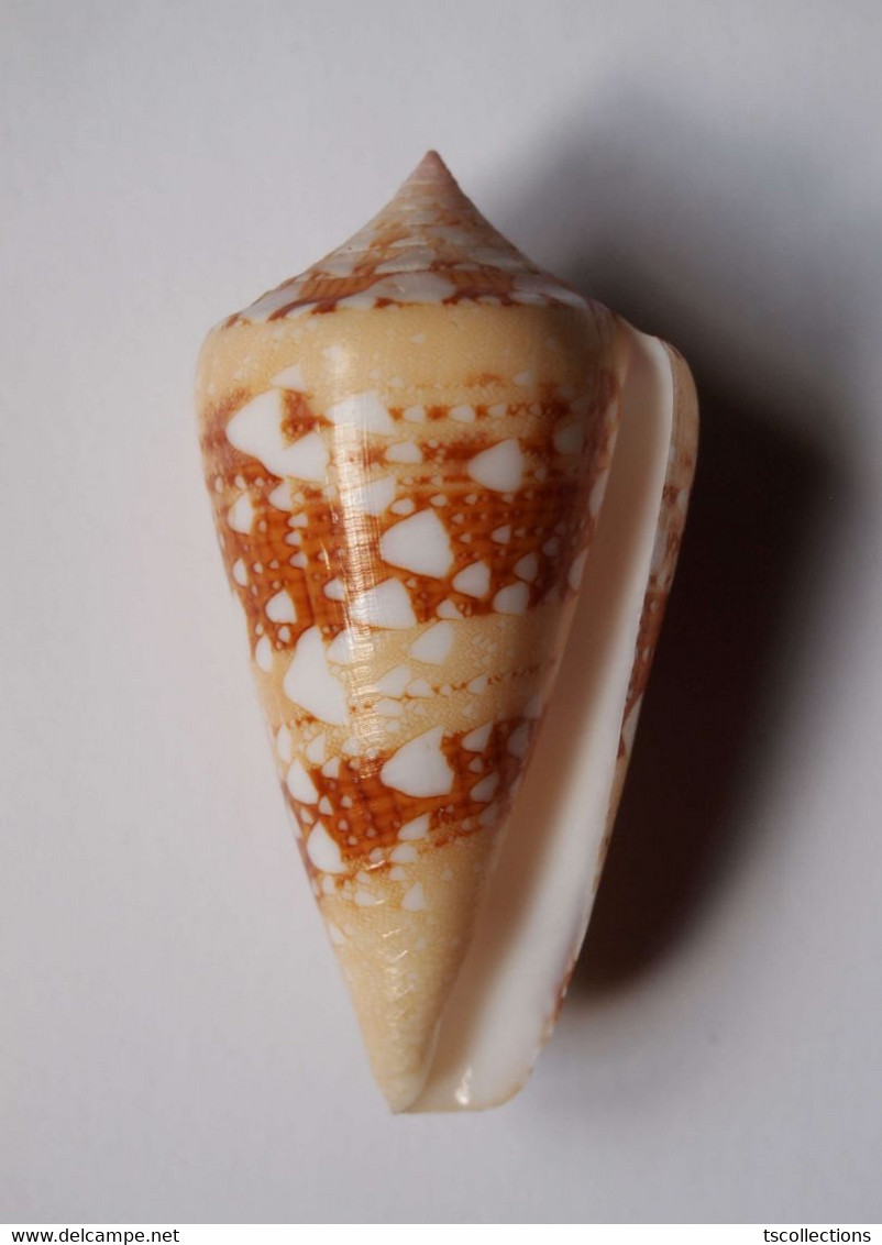 Conus Ammiralis - Coquillages