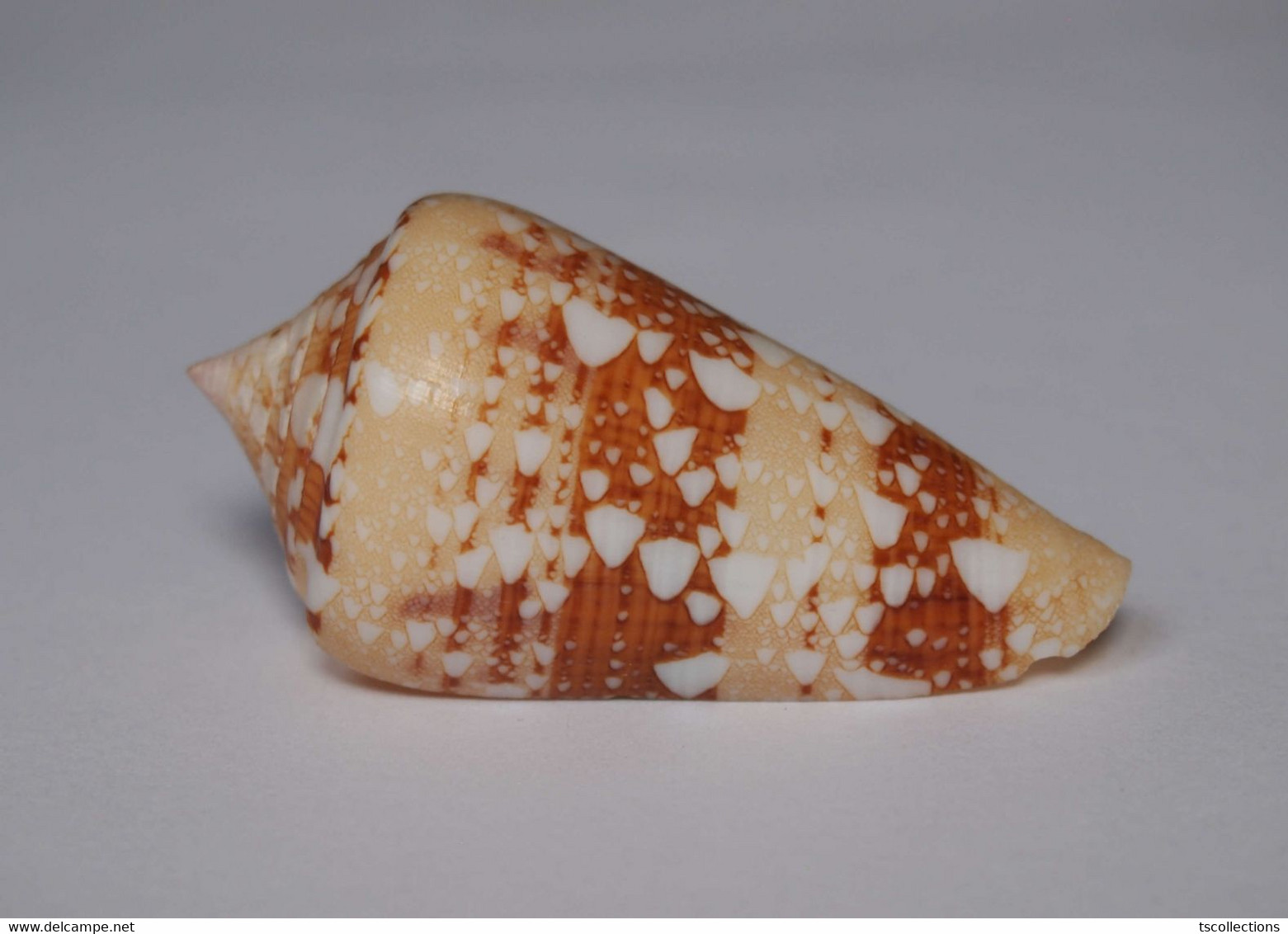 Conus Ammiralis - Coquillages