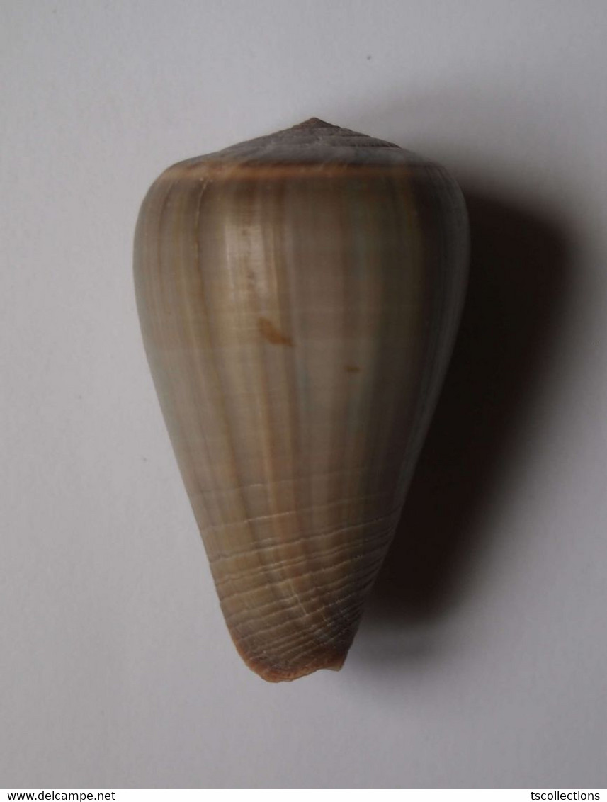 Conus Loroisii - Coquillages