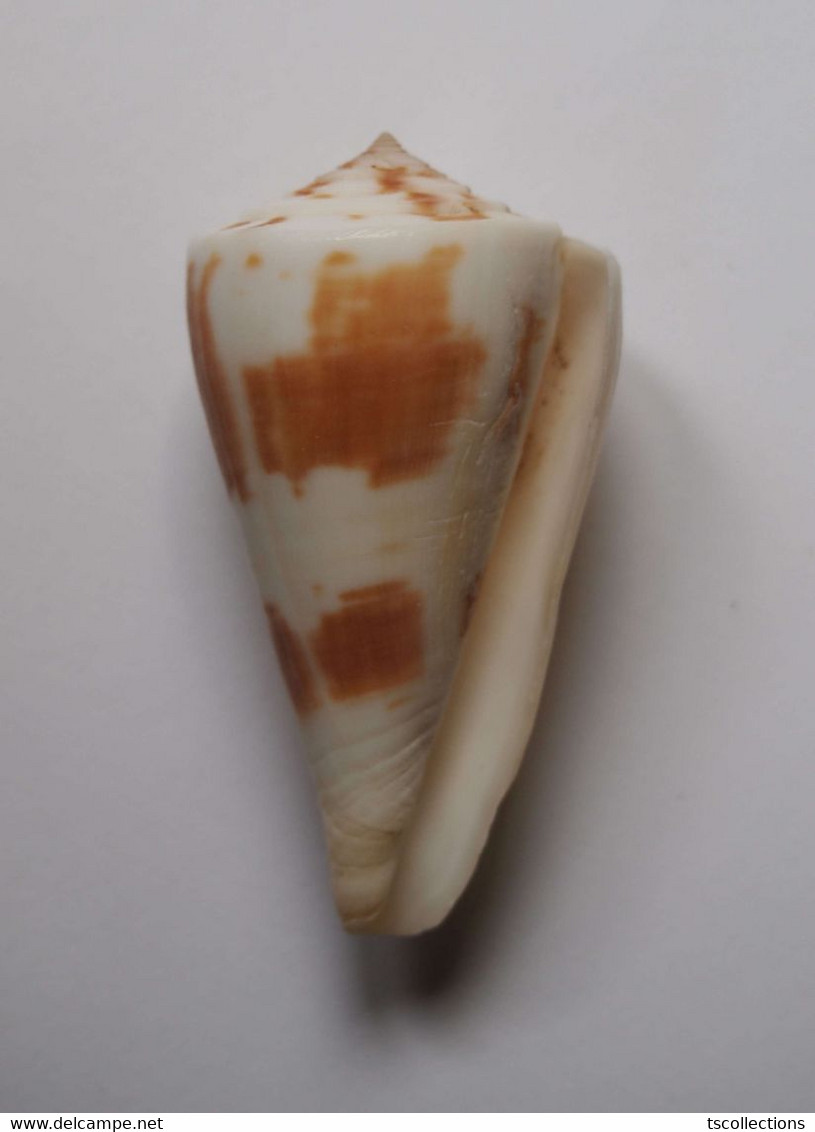 Conus Lenavati - Coquillages