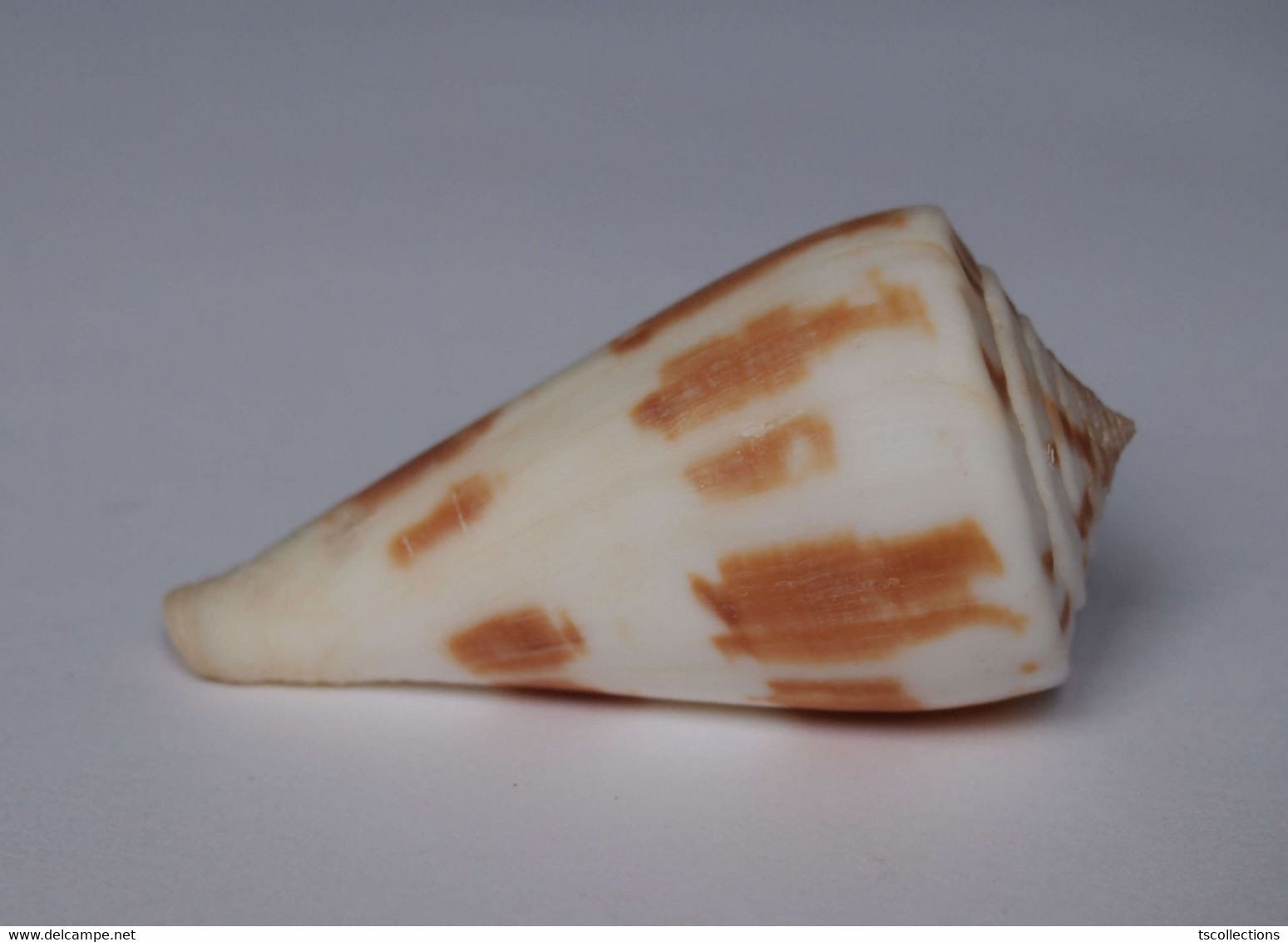 Conus Lenavati - Coquillages