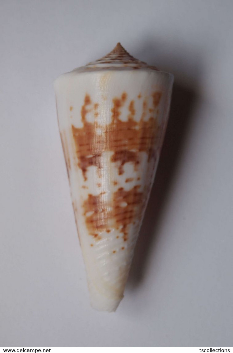 Conus Tribblei - Coquillages