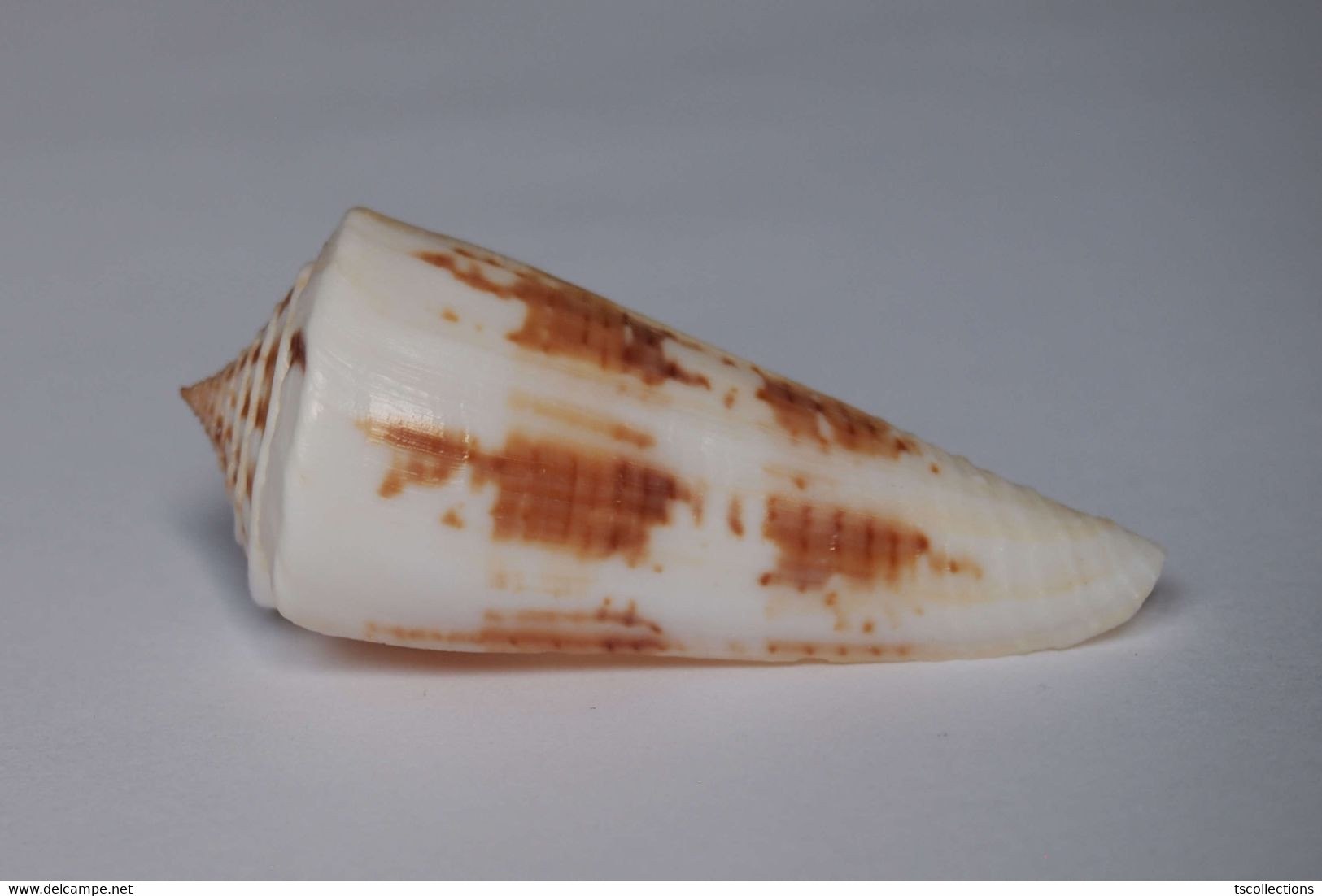 Conus Tribblei - Coquillages