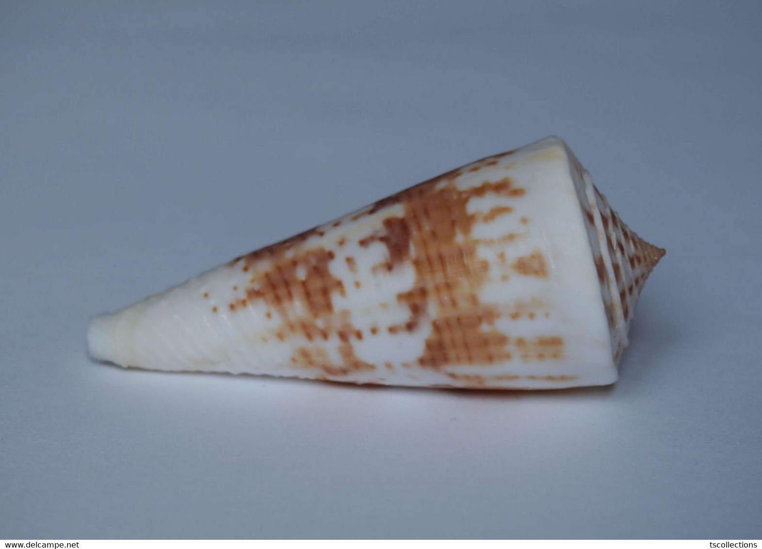 Conus Tribblei - Coquillages