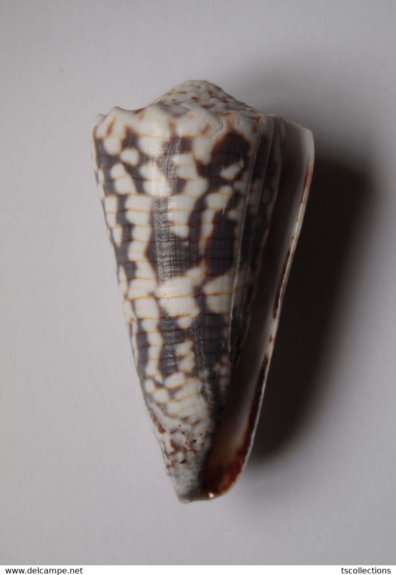 Conus Zonatus - Coquillages