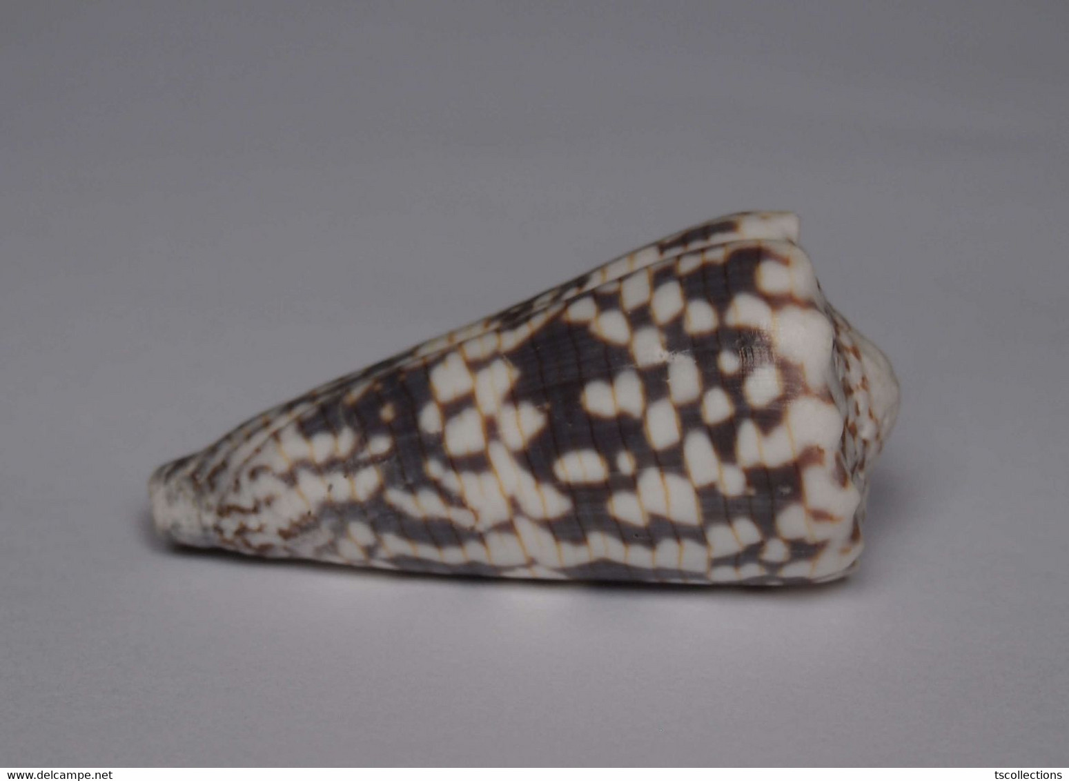 Conus Zonatus - Coquillages