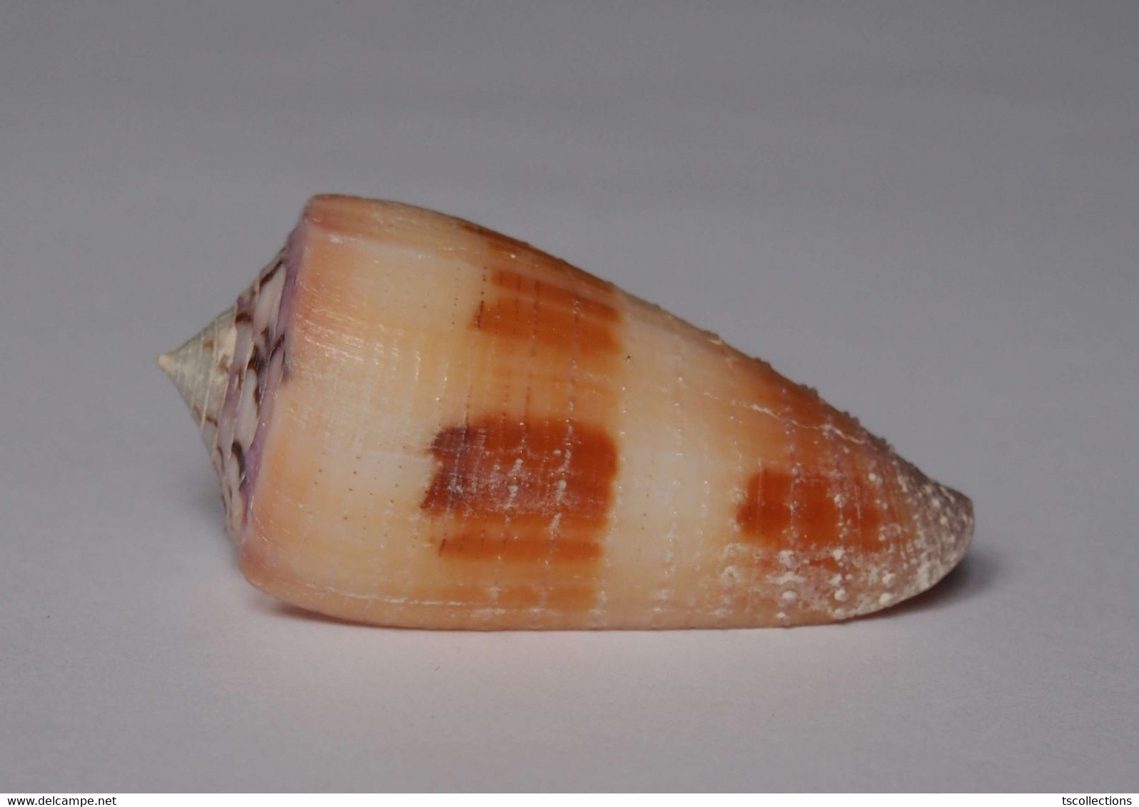 Conus Circumactus - Coquillages