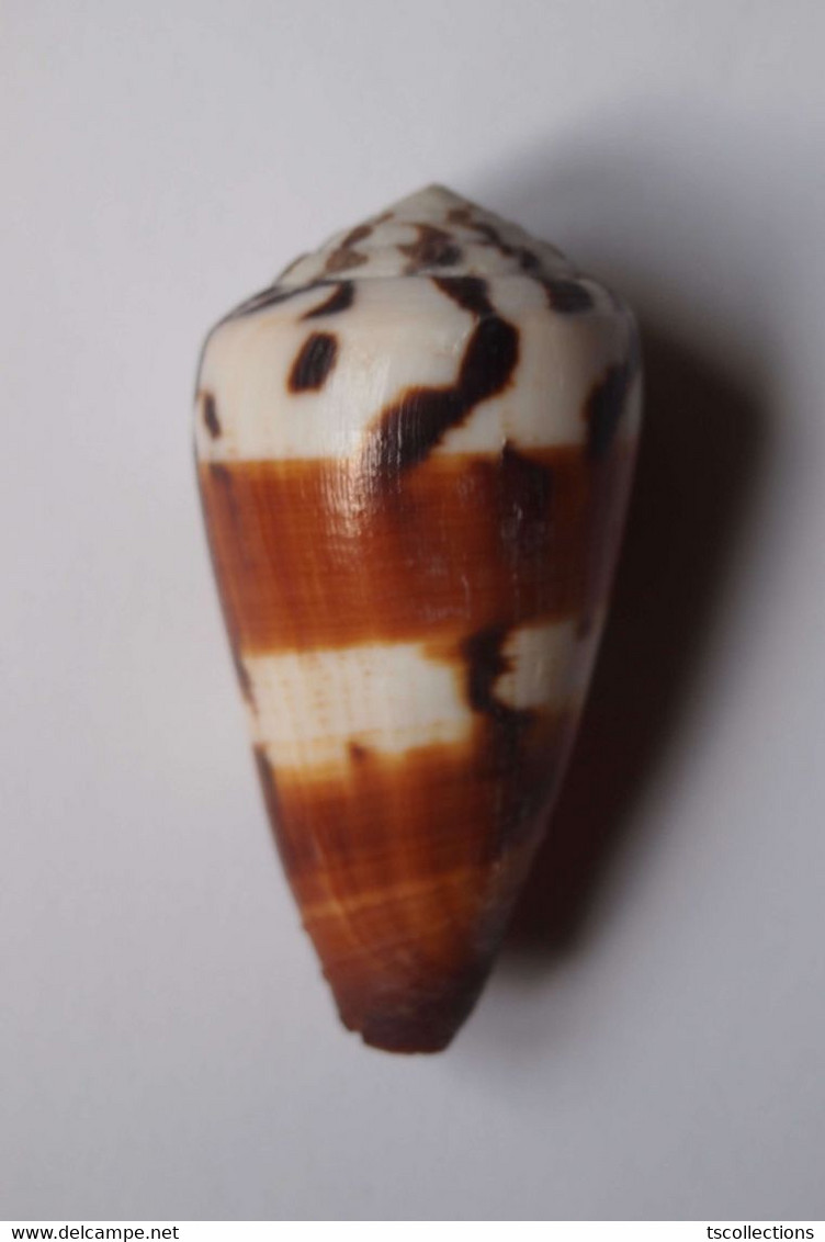 Conus Striatellus - Coquillages