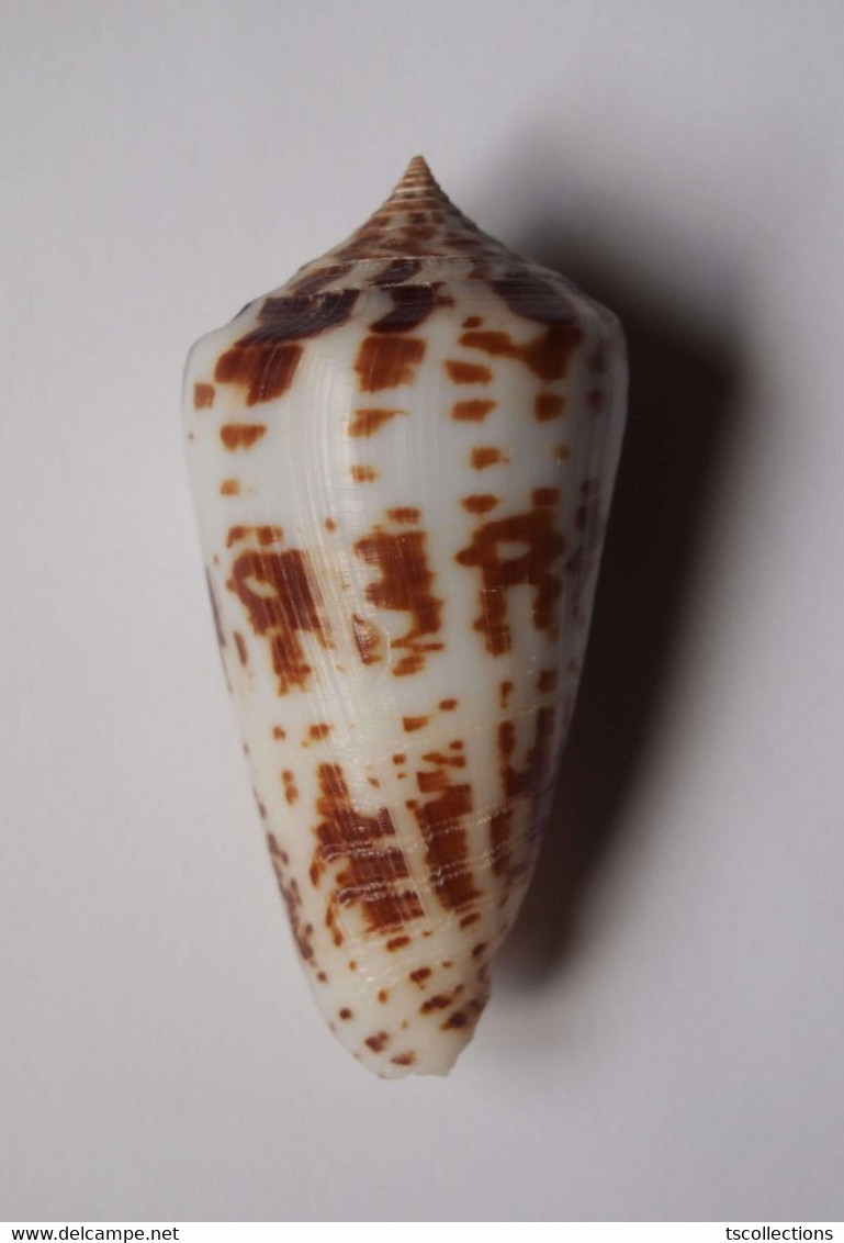 Conus Inscriptus - Coquillages