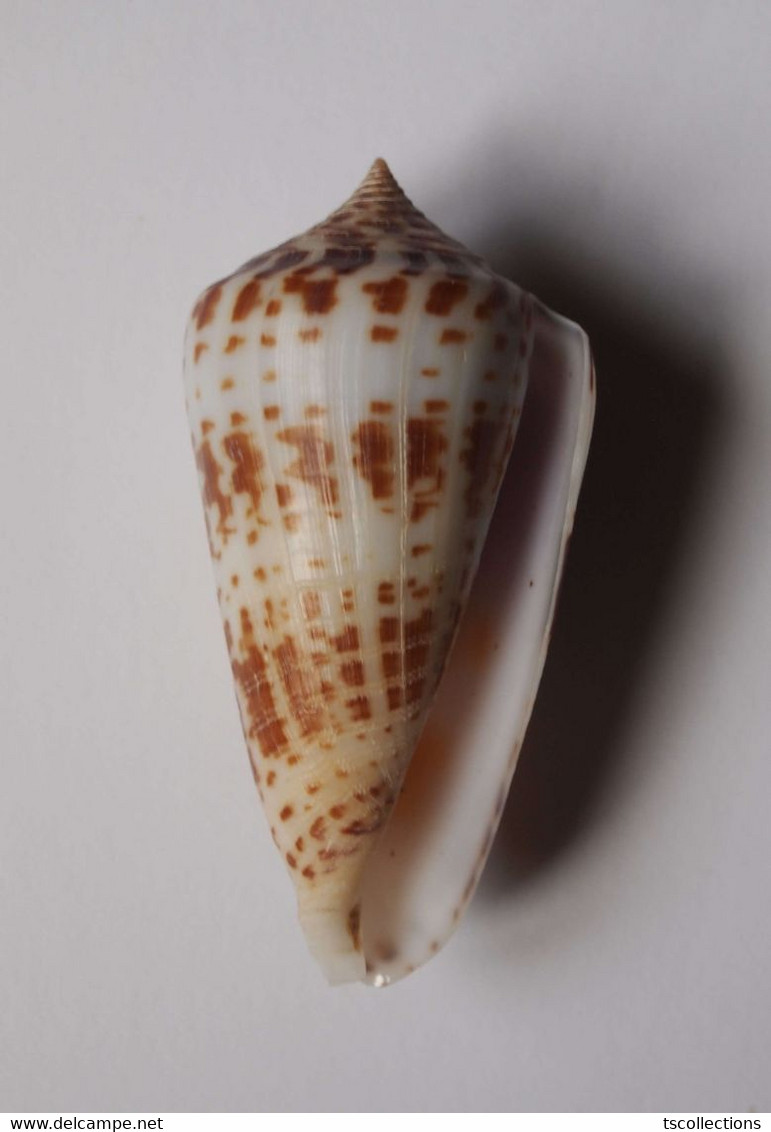 Conus Inscriptus - Coquillages