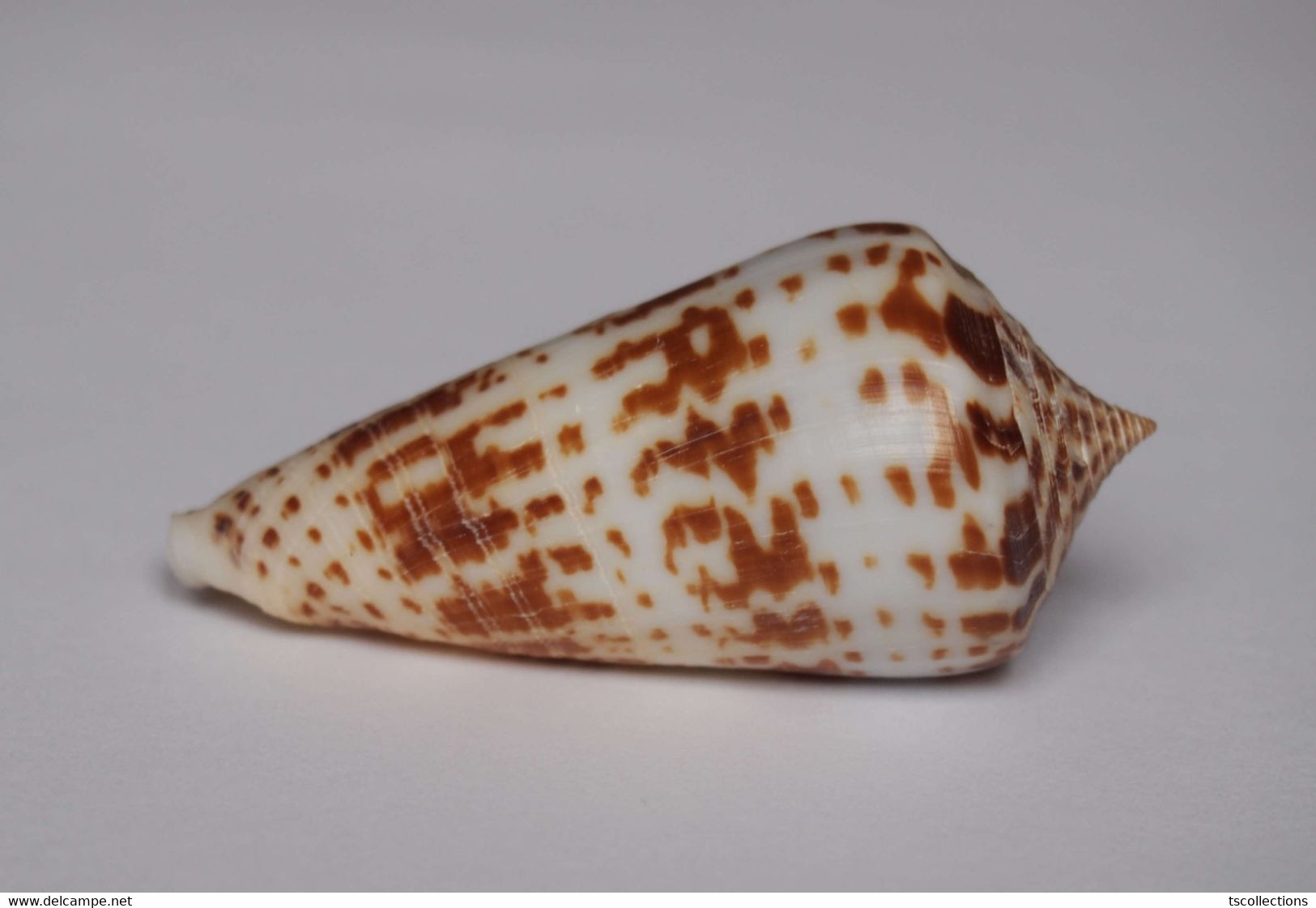 Conus Inscriptus - Coquillages