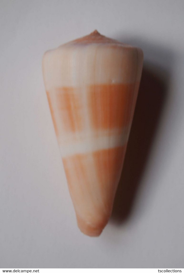 Conus Malabaricus - Coquillages
