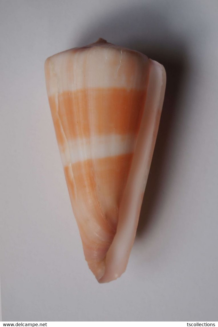 Conus Malabaricus - Coquillages