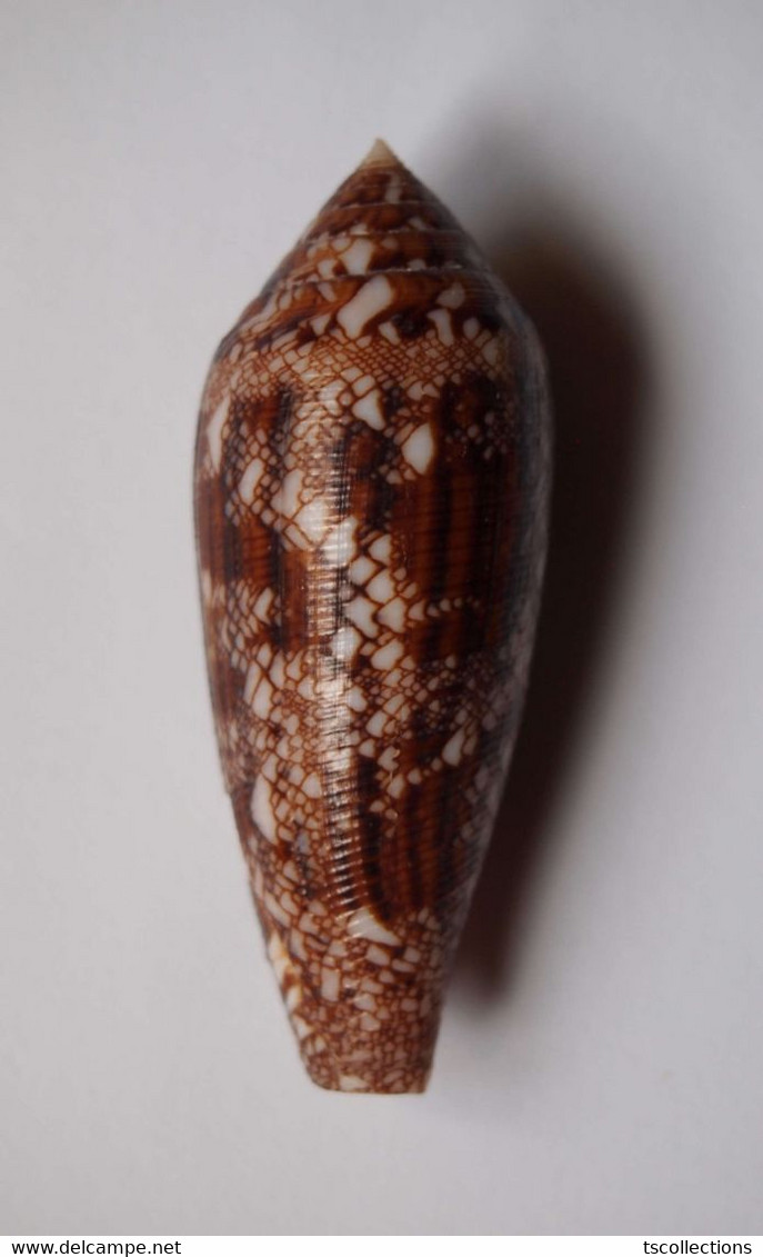 Conus Aureus - Coquillages