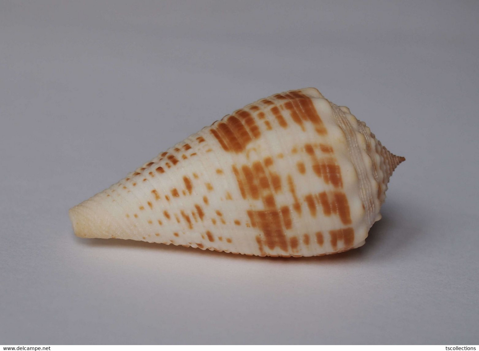 Conus Rolani - Coquillages