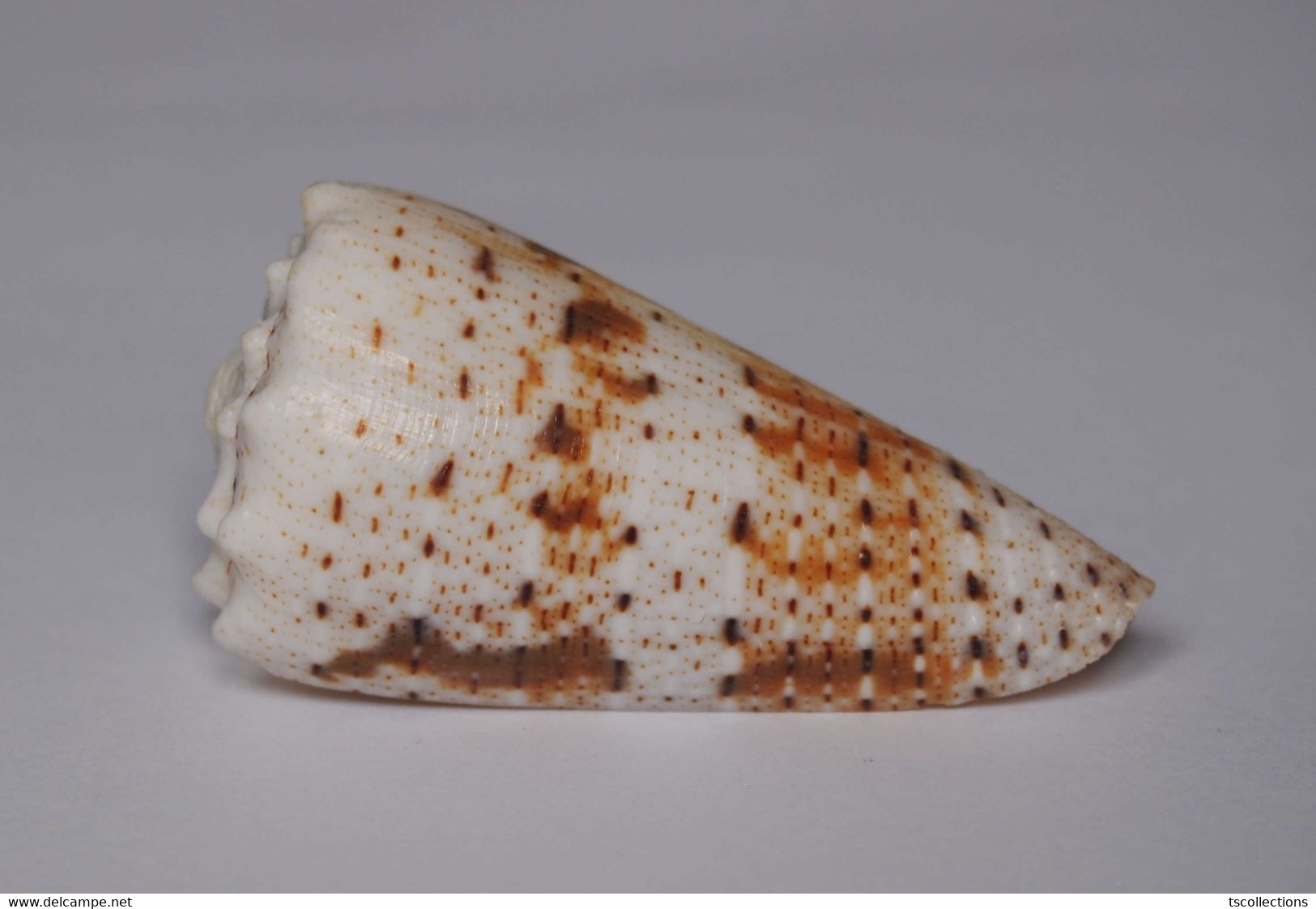 Conus Imperialis - Coquillages