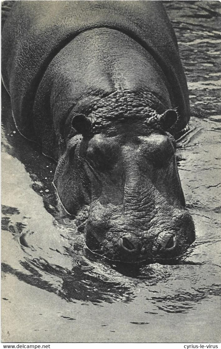 Paris ***  Parc Zoologique Du Bois De Vincennes  **Muséum National D'histoire Naturelle  ** Hippopotames - Hippopotames