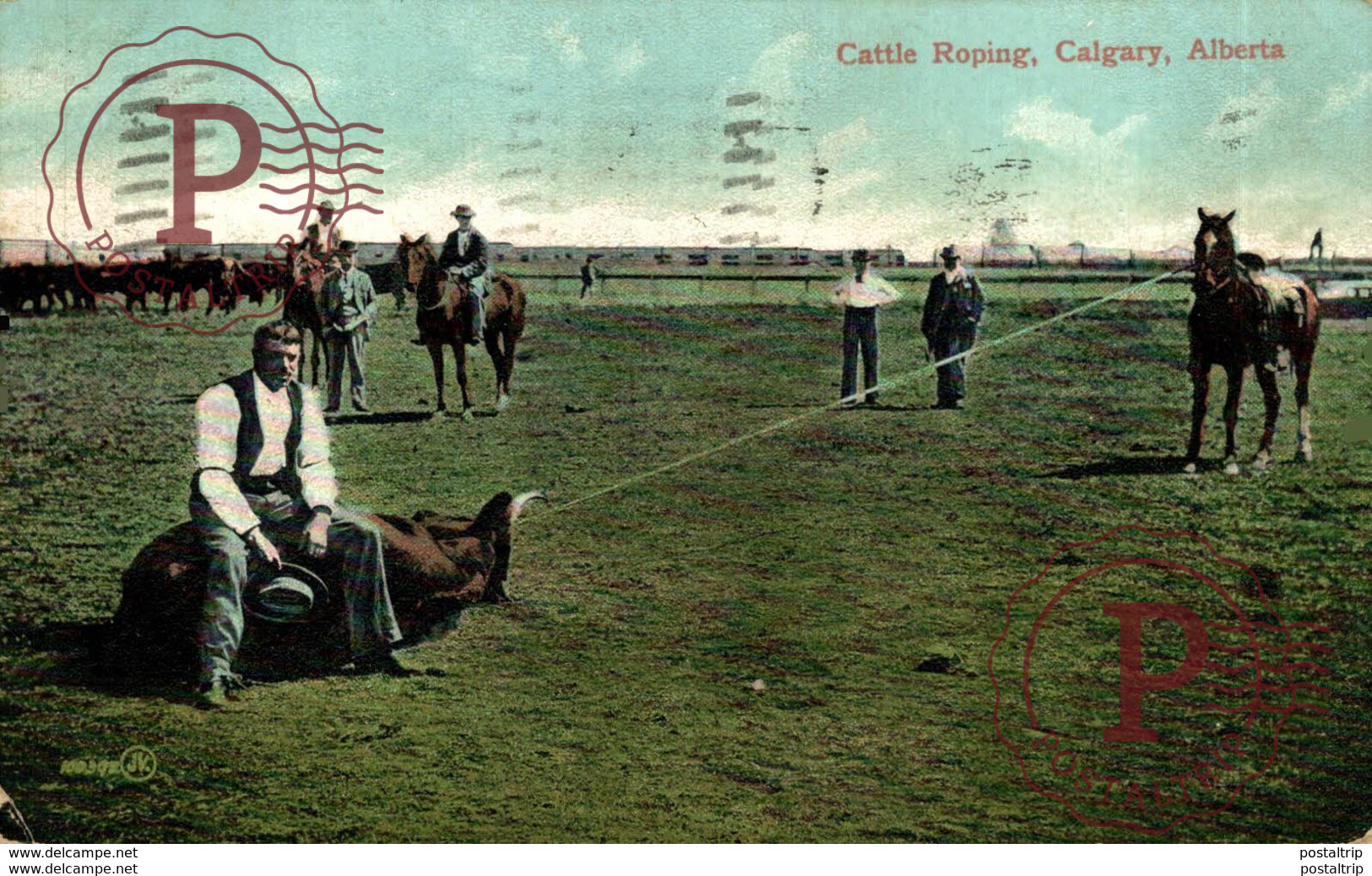 CANADA. CATTLE ROPING CALGARY, ALBERTA - Calgary