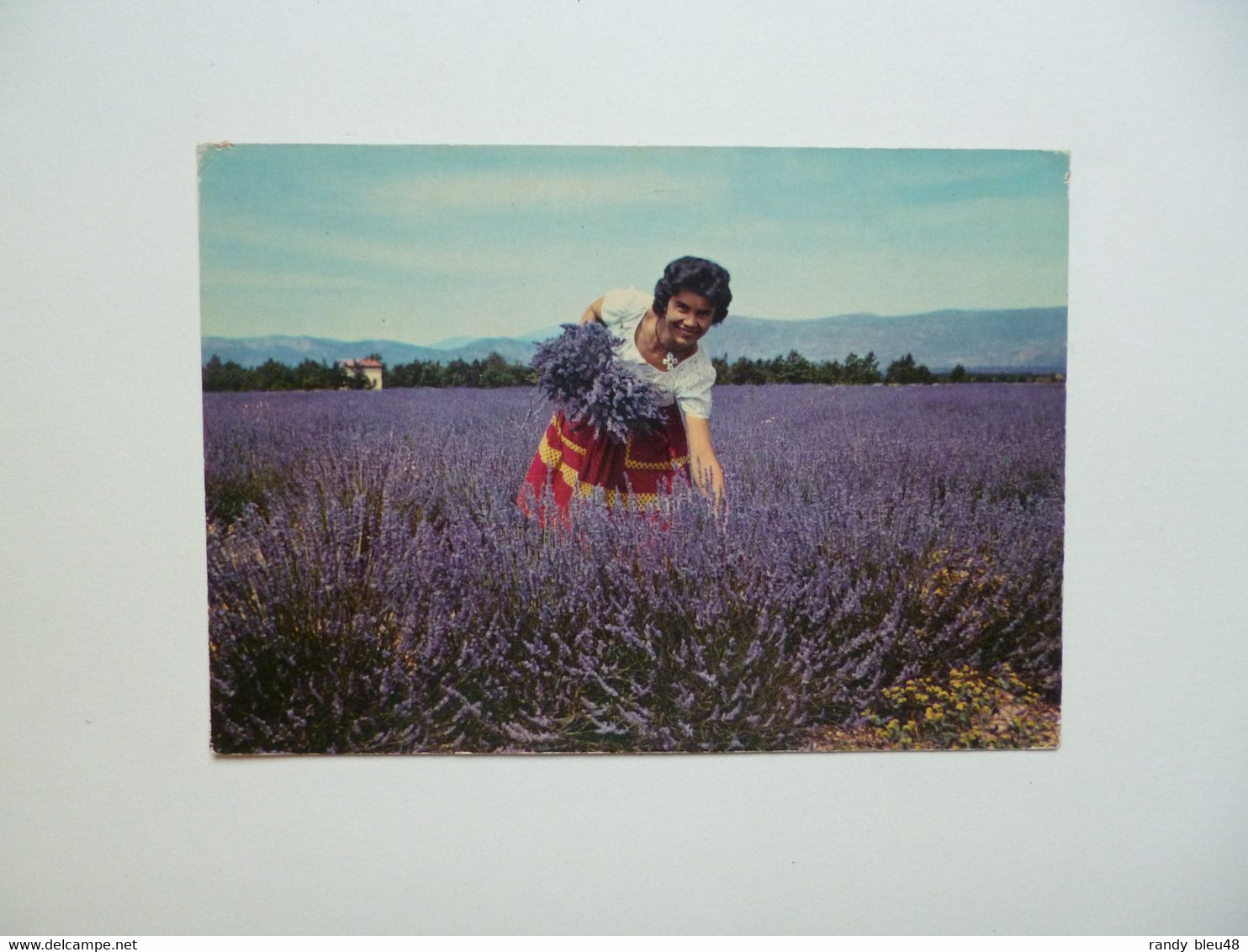 FLORE  -  Lavande  -  écrite De Lablachère  -  Ardèche - Medicinal Plants