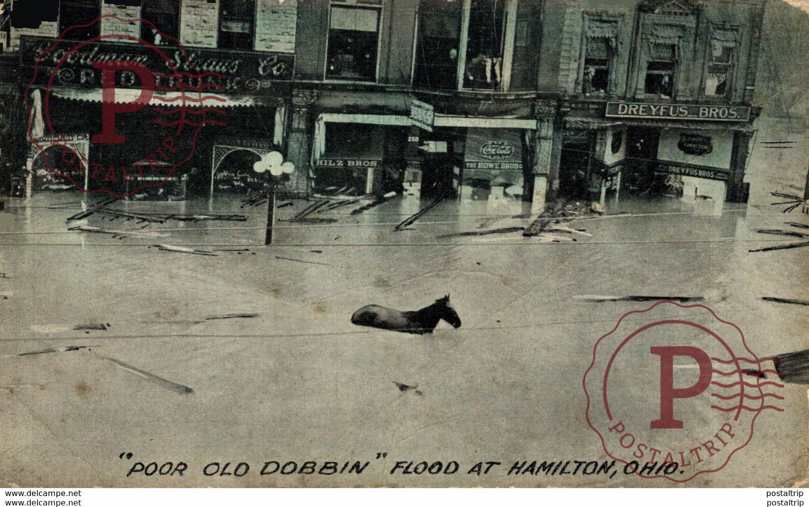 EEUU // USA. POOR OLD DOBBIN, FLOOD AT HAMILTON - Hamilton