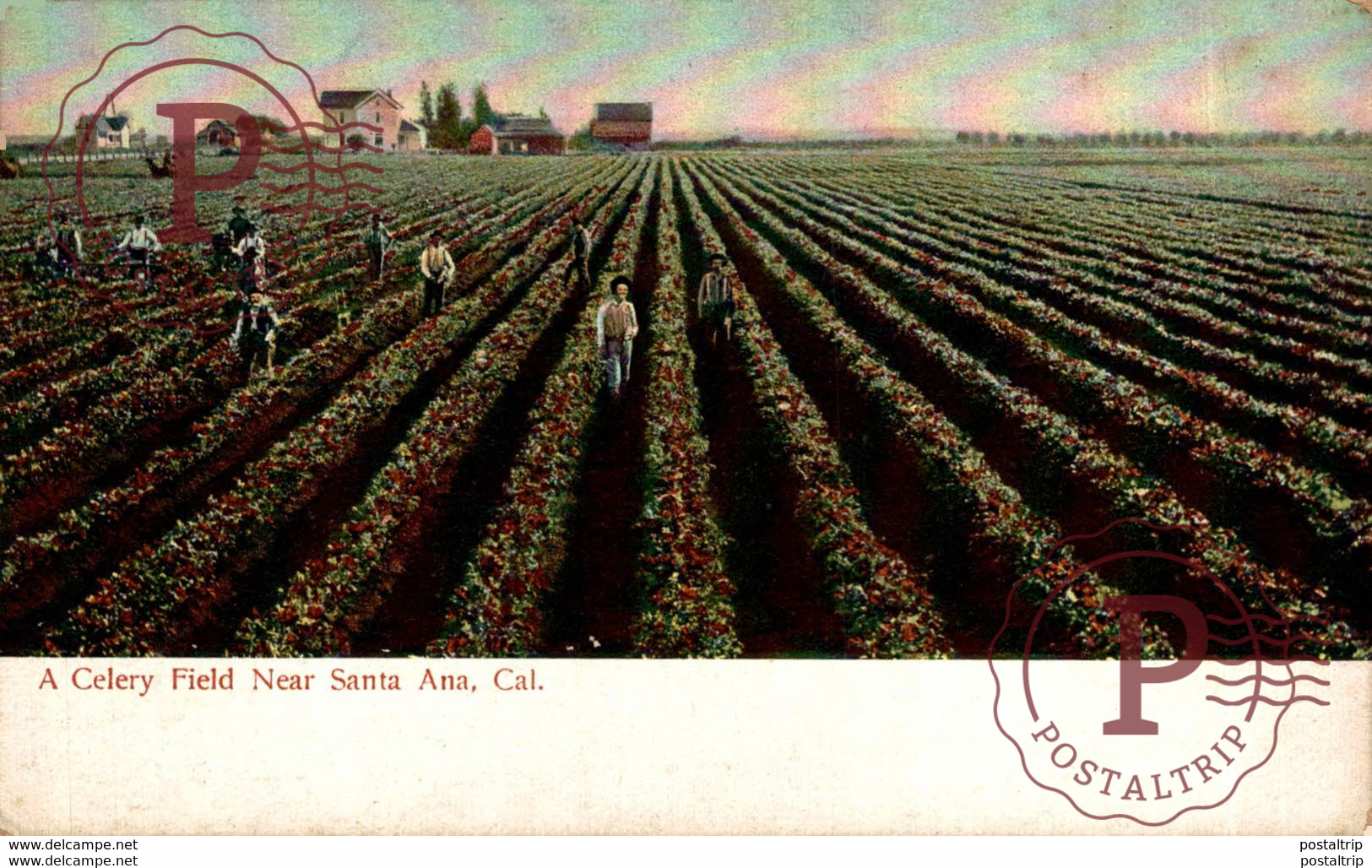 EEUU // USA. CELERY FIELD NEAR SANTA ANA, CAL. - Santa Ana