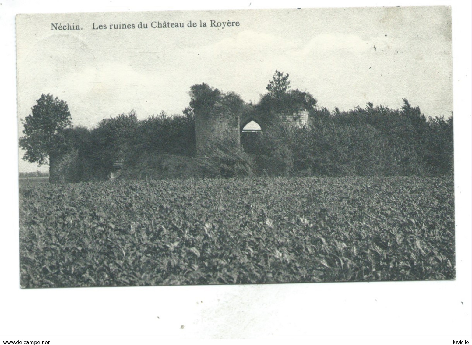 Nechin Les Ruines Du Château De La Royère - Estaimpuis