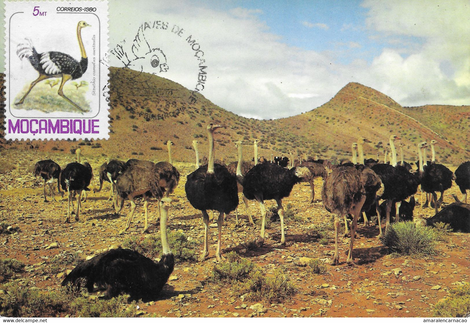 MAXIMUM CARD -CARTOLINA MAXIMA -MAXIMUM KARTE -CARTE MAXIMUM - 1980 -MOÇAMBIQUE / MOZAMBIQUE -Struthio Camelua Australis - Ostriches