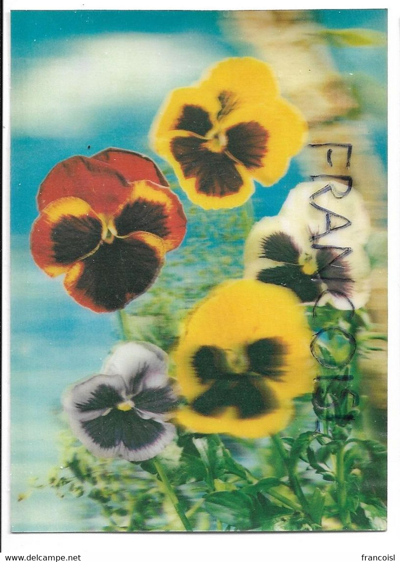 CPSM 3 D. Pansy / Pensées - Cartes Stéréoscopiques