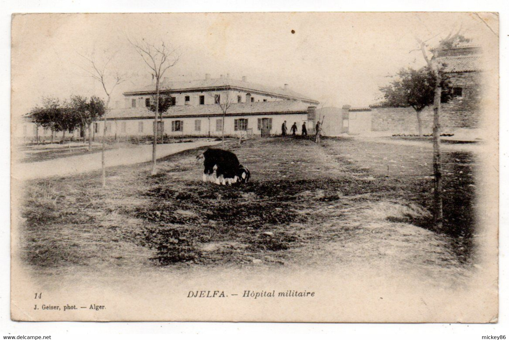 Algérie --DJELFA --1907--  Hôpital Militaire   ( Petite Animation ,mouton ) ....pas Très Courante - Djelfa