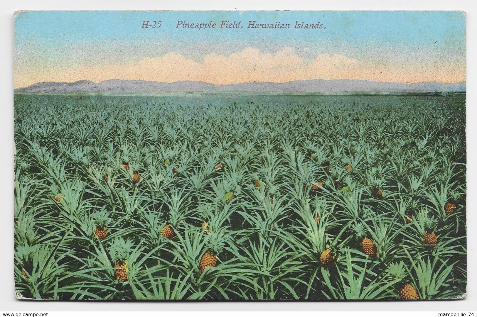 HAWAI CARD PINEAPPLE FIELD HAWAIIAN ISLANDS - Hawaï