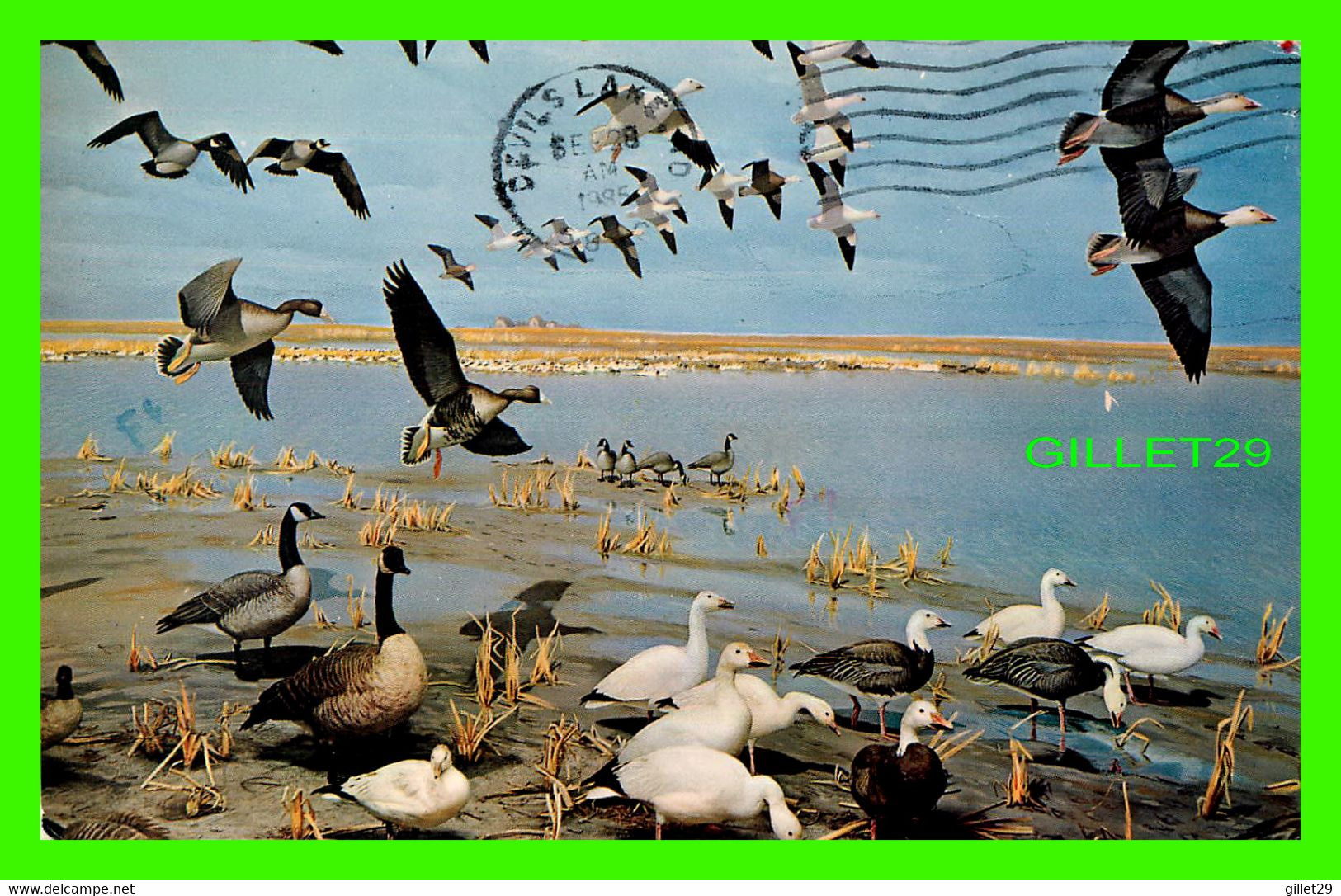 REGINA, SASKATCHEWAN - MIGRATION OF GEESE - MUSEUM OF NATURAL HISTORY WASCANA PARK - TRAVEL IN 1985 - - Regina