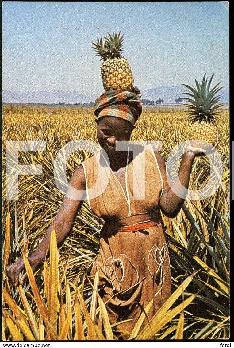 PHOTO POSTCARD GIRL WOMAN FEMME PINEAPPLE NATIVE  AFRICAN ETHNIC SWAZILAND AFRICA AFRIQUE CARTE POSTALE NT62 - Swazilandia