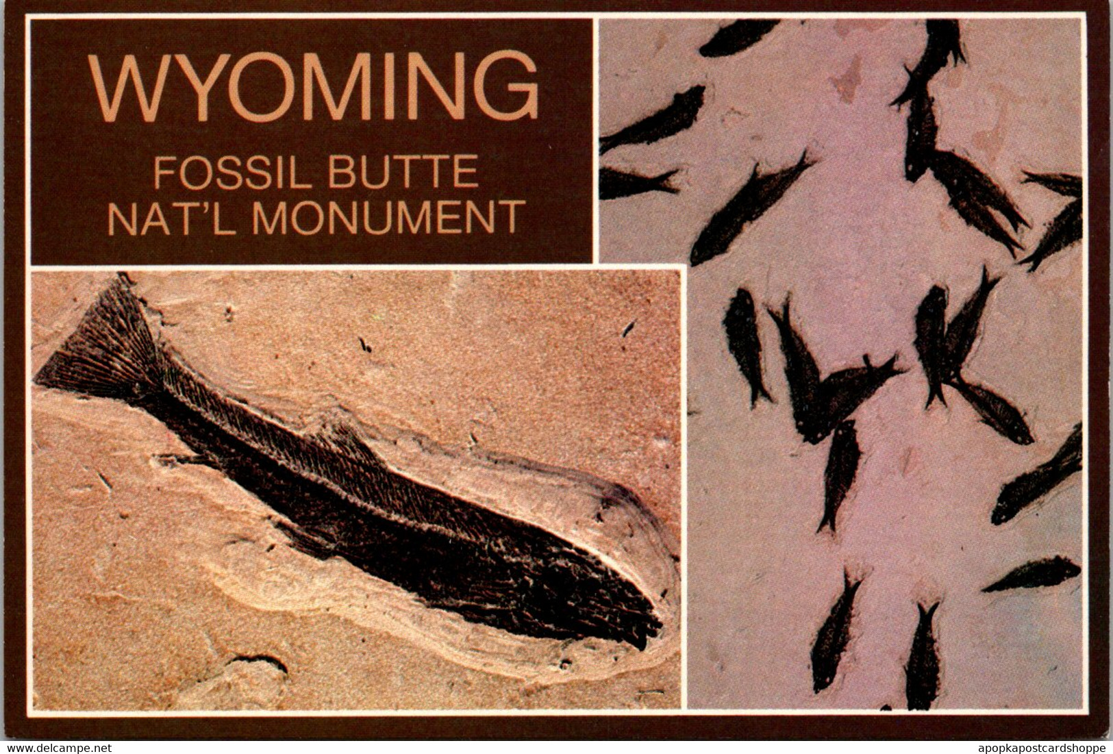 Wyoming Fossil Butte National Monument Fish Fossils - Other & Unclassified