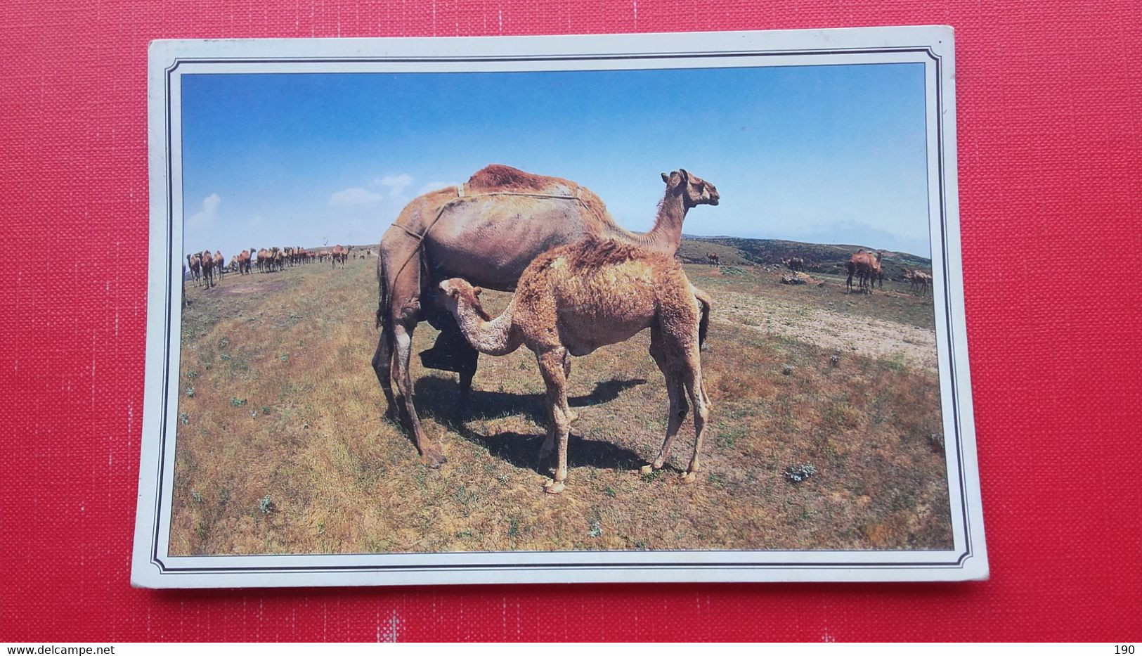 Camel.Mothers Love - Oman