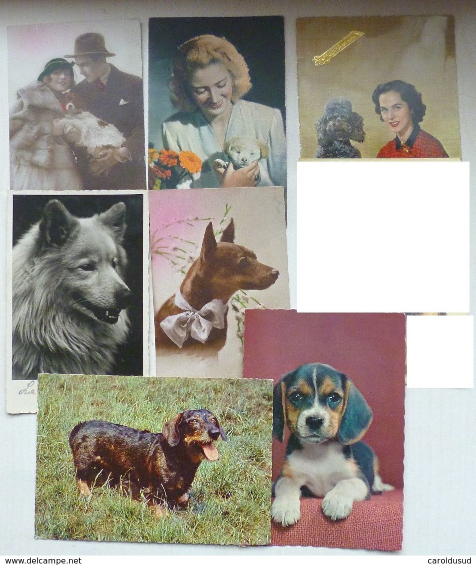 Cp Lot 7x PHOTO Veritable Theme Chien Chiens Avec Couple Ou Femme Caniche Loulou  Fox Terrier - Collections & Lots