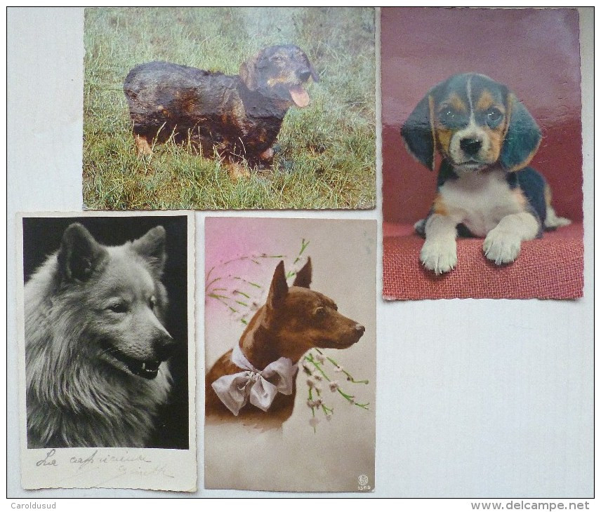Cp Lot 7x PHOTO Veritable Theme Chien Chiens Avec Couple Ou Femme Caniche Loulou  Fox Terrier - Collections & Lots
