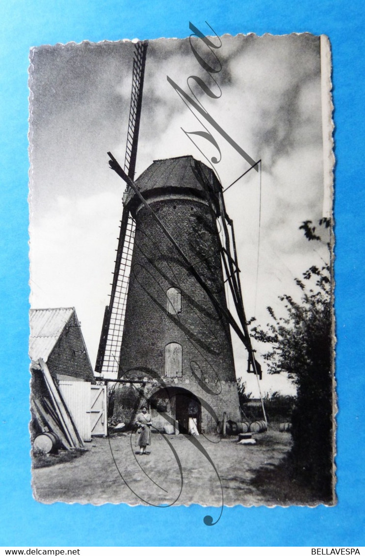 Windmolen. Moulin A Vent. Windmühle 3 X Cpa Rumbeke-Berendrecht- Aalbeke. - Molinos De Viento