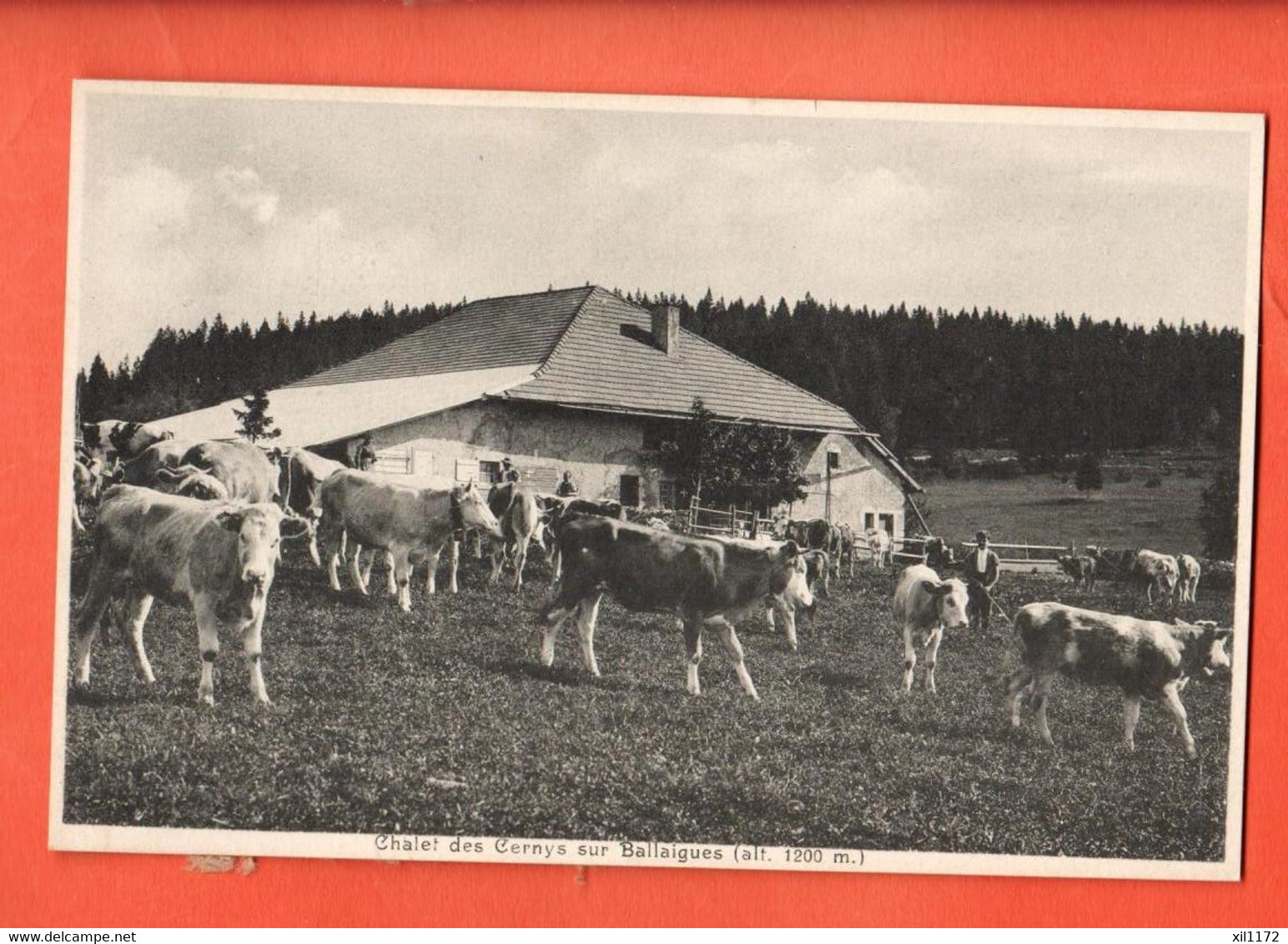 FEC-28 JURA VAUDOIS Chalet D'alpage Des Cernys Sur Ballaigues Vaches  Traces De Collage Au Dos. - Ballaigues