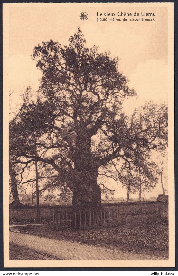 +++ CPÄ - LIERNU - Le Vieux Chêne - Arbre  // - Eghezée