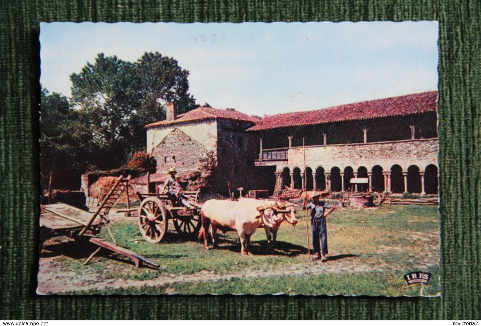 Près Des HERBIERS : Abbaye De La Grainetière, Un Attelage De Boeufs - Les Herbiers