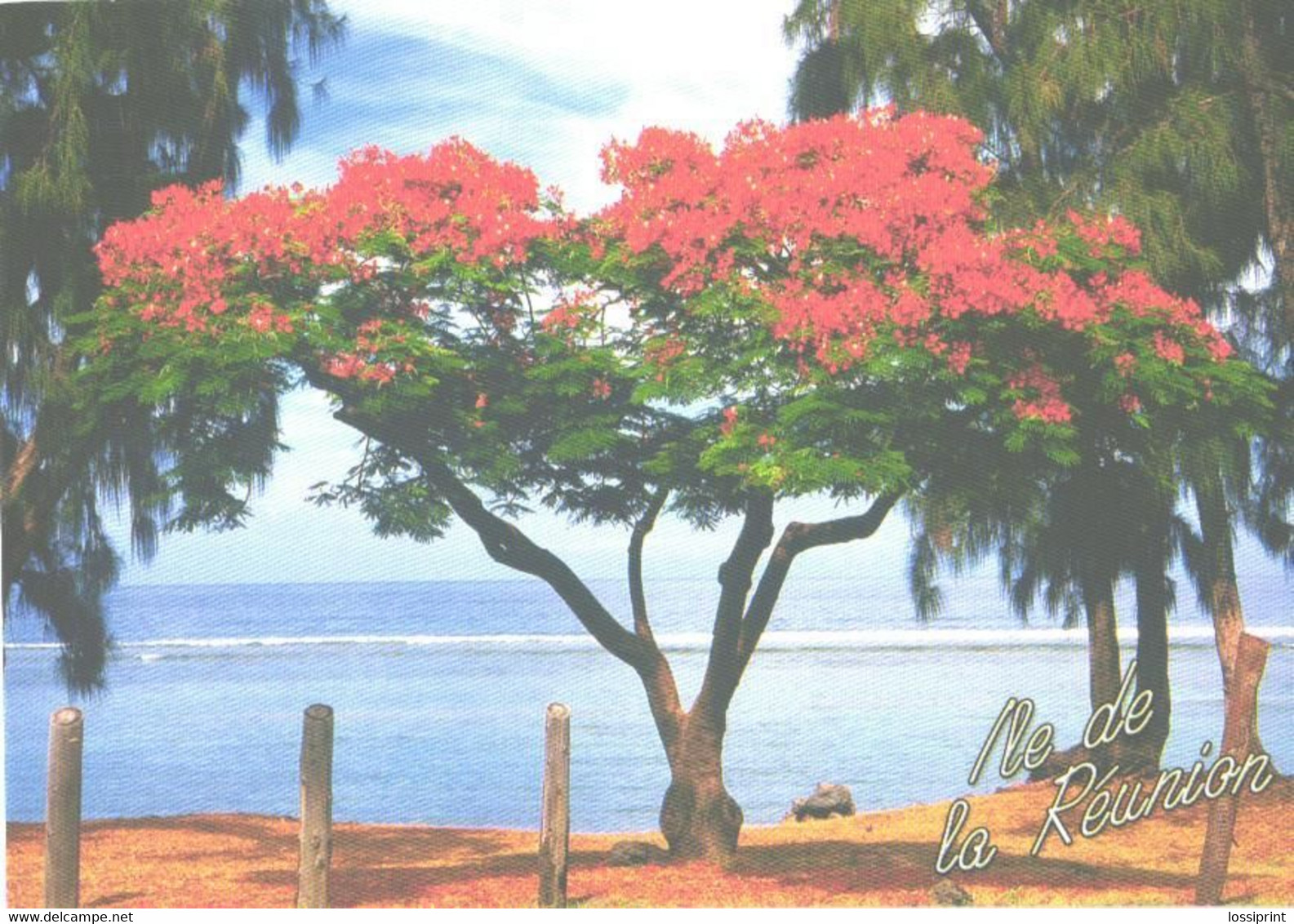 Reunion Island:St.Leu, Tree - Reunion