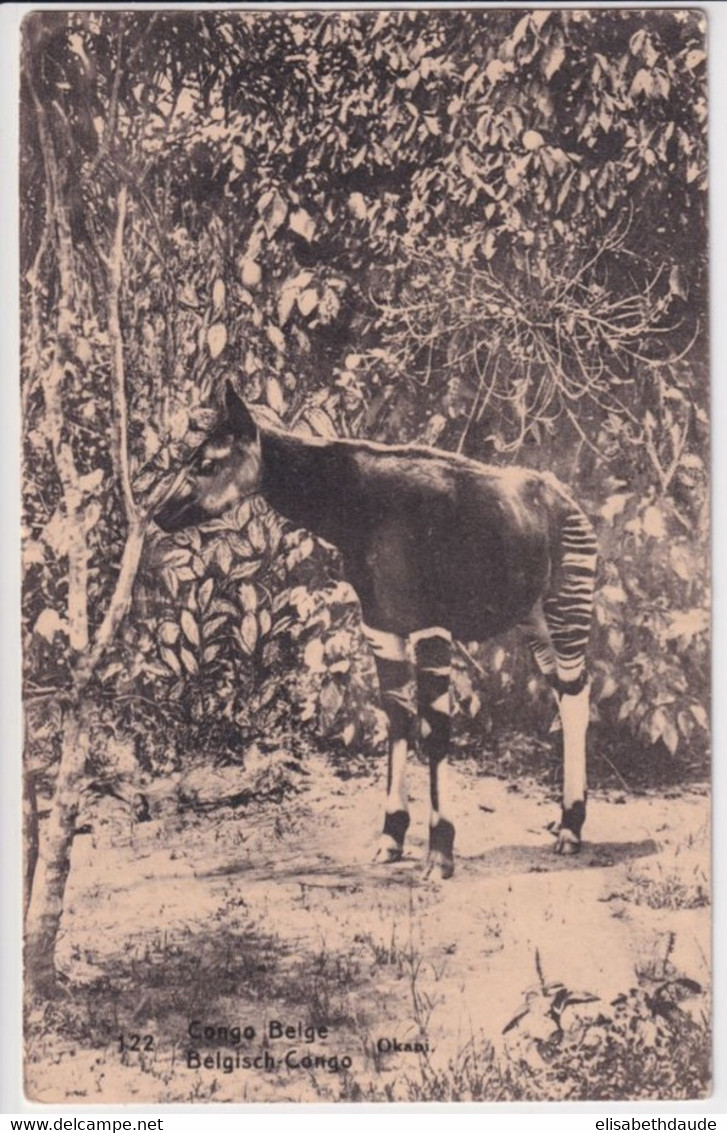 CONGO BELGE - CARTE ENTIER ILLUSTREE BILDPOSTKARTE (OKAPI) - Postwaardestukken