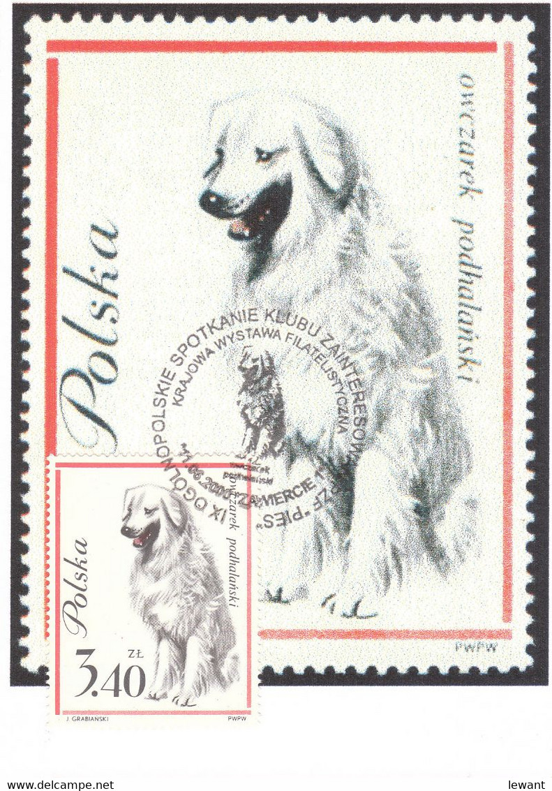 POLAND - Maximum Card - Dog 2000 - POWA - Cartoline Maximum