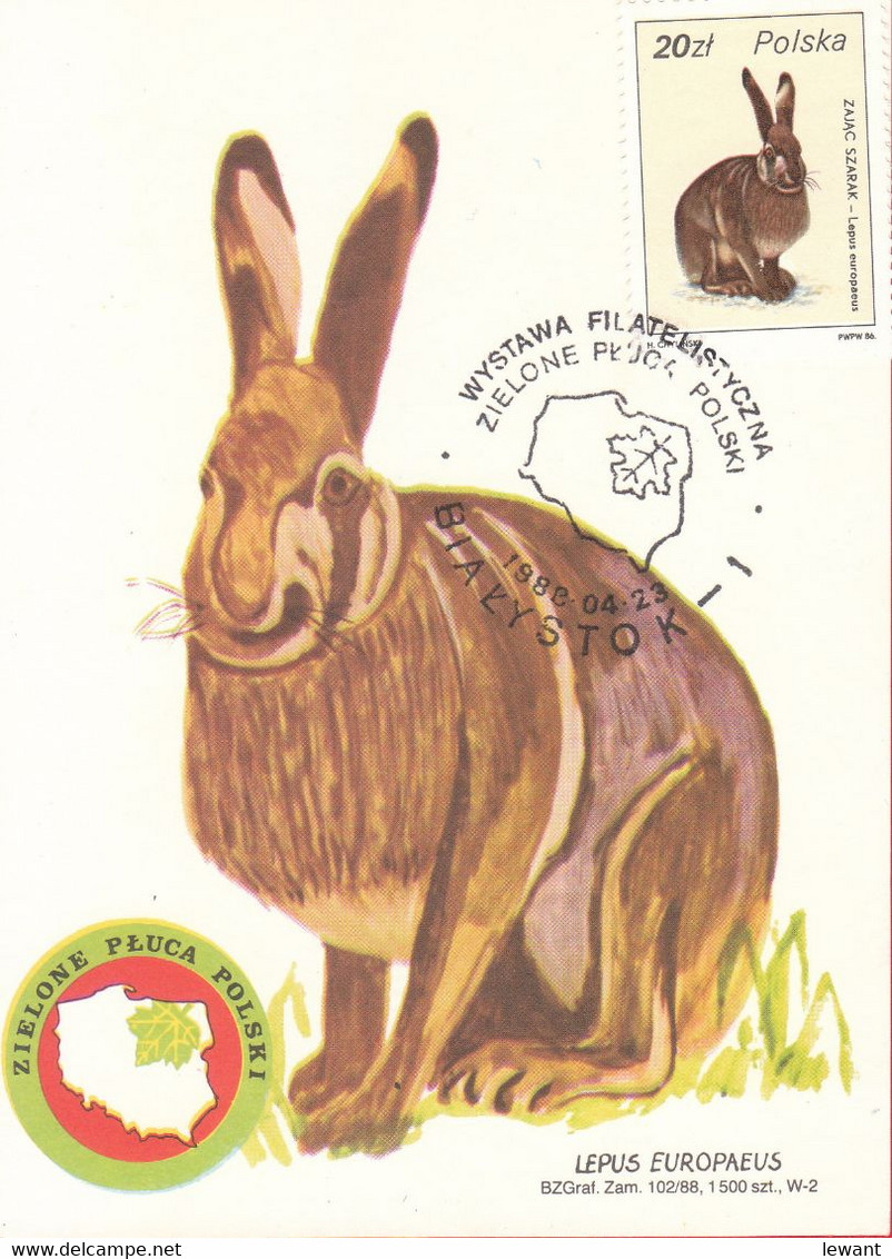 POLAND - Maximum Card - Brown Hare 1988 - POWA - Maximumkaarten