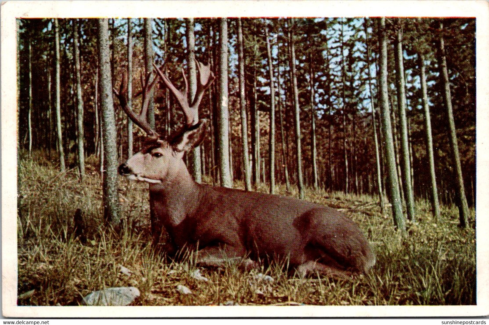 Canada Beautiful Mule Deer - Cartes Modernes