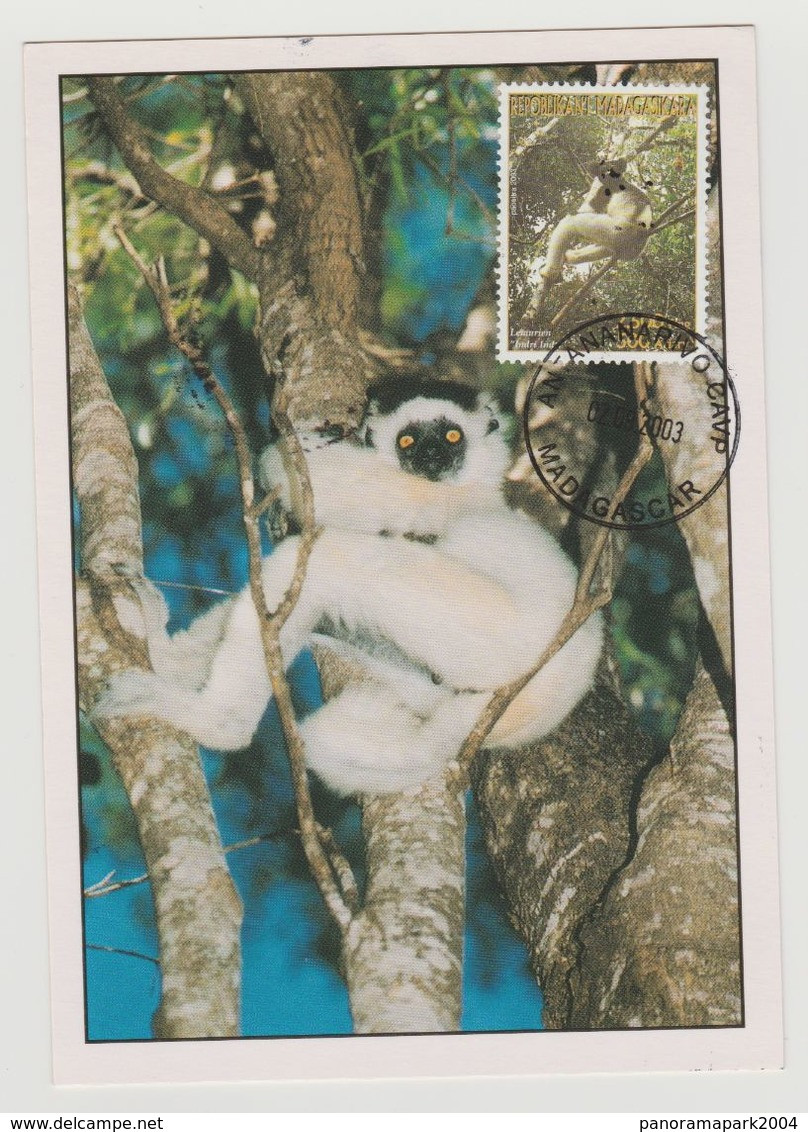 Madagascar Madagaskar 2003 Mi. 2605 Carte Maximum Lémurien Lemur Faune Fauna - Monkeys